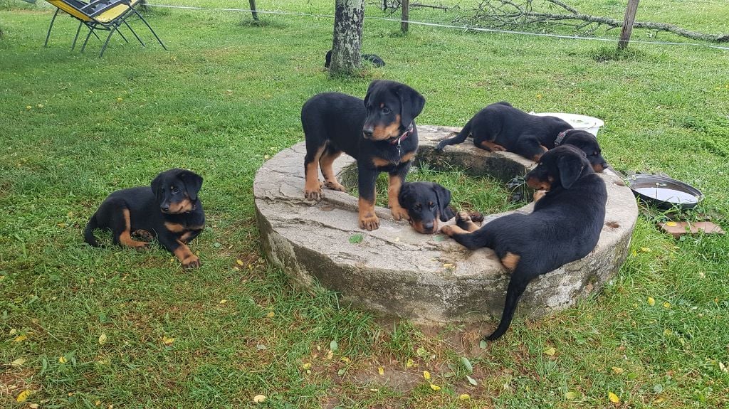 Des Barons Rouges De Saffre - Chiots disponibles - Berger de Beauce