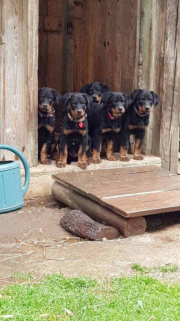 Chiot Berger de Beauce Des Barons Rouges De Saffre