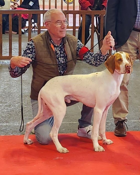 Exposition canine Amiens 2023, spéciale de race 