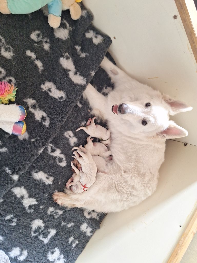 De L'Aour Gwenn - Berger Blanc Suisse - Portée née le 17/07/2024