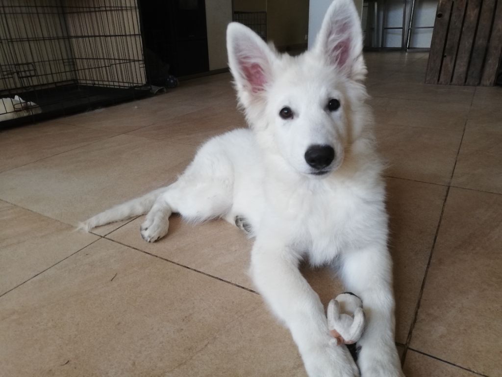 De L'Aour Gwenn - Berger Blanc Suisse - Portée née le 10/06/2022