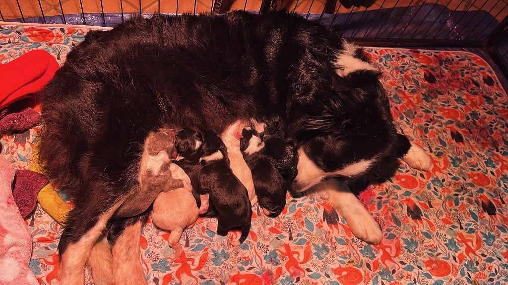 Of Shamrock Queen - Border Collie - Portée née le 01/10/2024