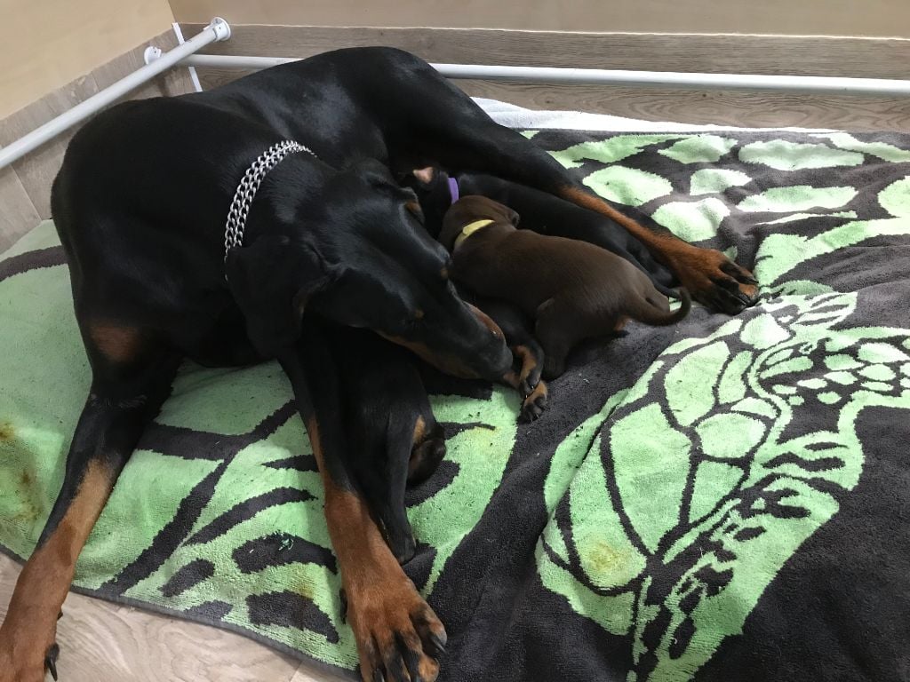 Chiot Dobermann Des Hérauts D'Antrim