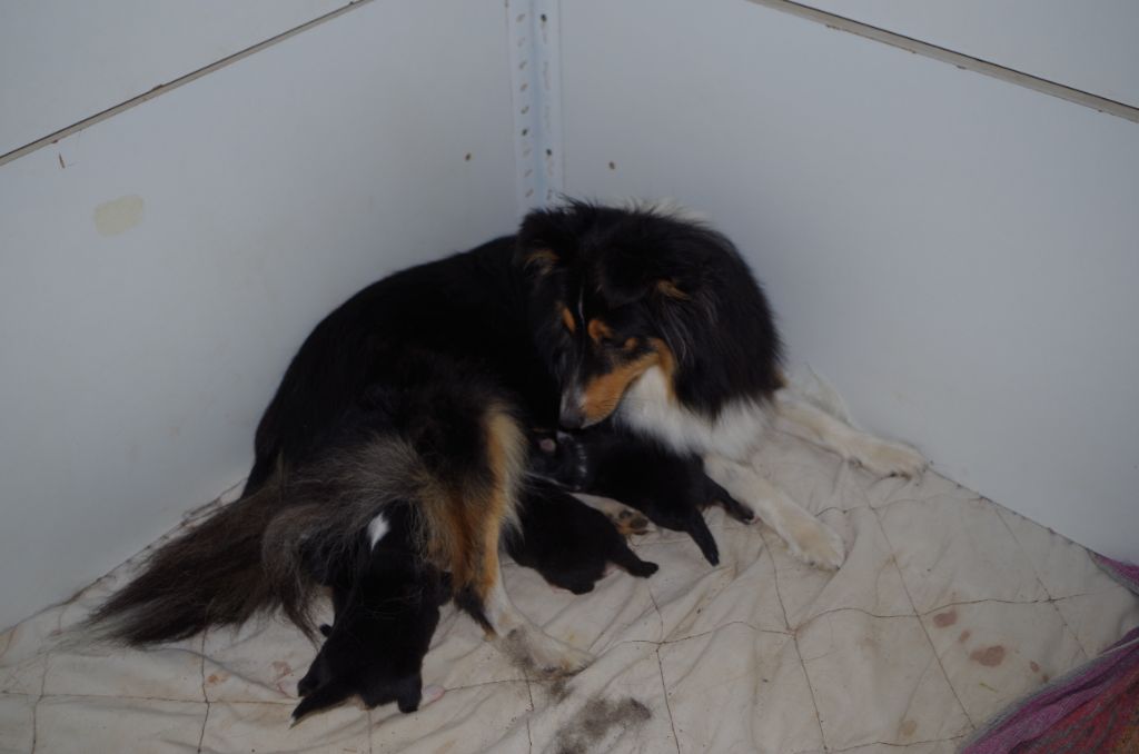 Winnetou's Shadow - Shetland Sheepdog - Portée née le 26/10/2023