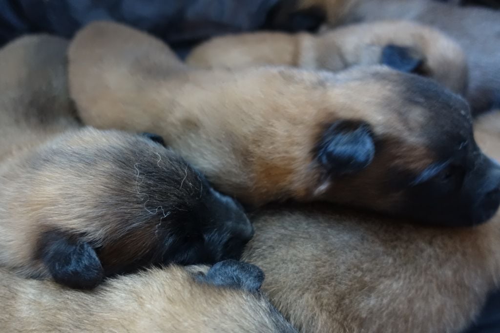 De La Croix De Volon - Chiots disponibles - Berger Belge