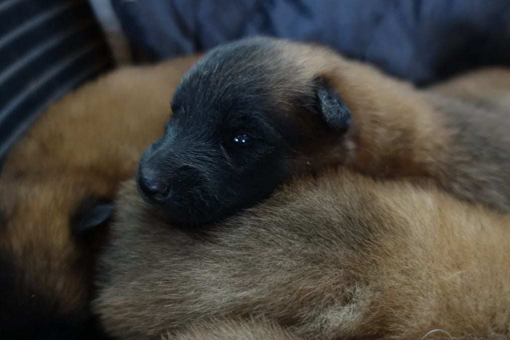 De La Croix De Volon - Chiots disponibles - Berger Belge