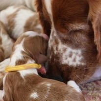 les bébés sont nés 