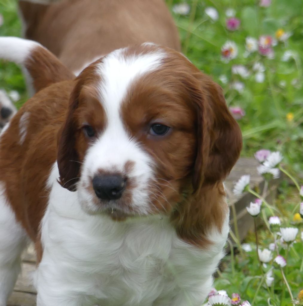 Des Brumes Du Tregor - Welsh Springer Spaniel - Portée née le 01/04/2022