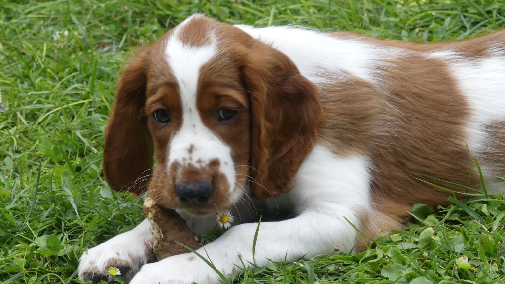 Des Brumes Du Tregor - Welsh Springer Spaniel - Portée née le 26/06/2021