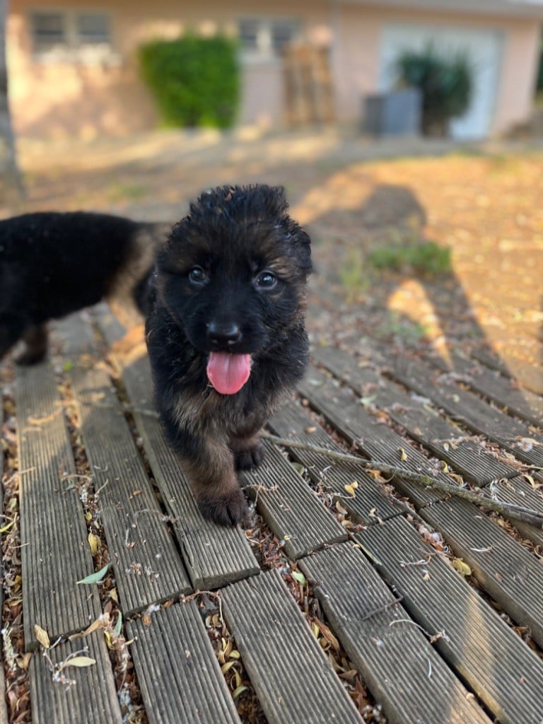 Mélissa Guyot - Chiots disponibles - Berger Allemand Poil Long