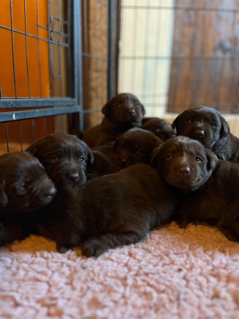 Chiot Labrador Retriever Mélissa Guyot