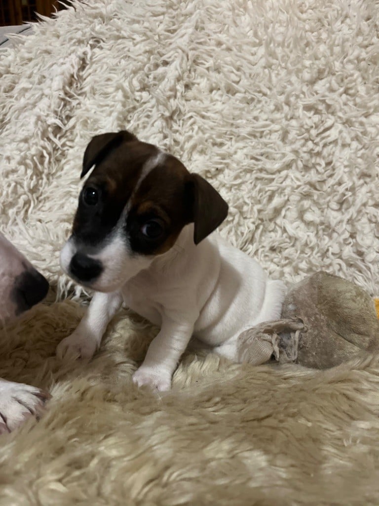 Mélissa Guyot - Chiots disponibles - Jack Russell Terrier