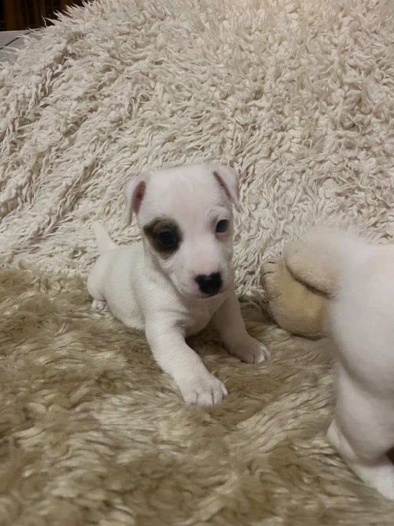 Mélissa Guyot - Chiots disponibles - Jack Russell Terrier