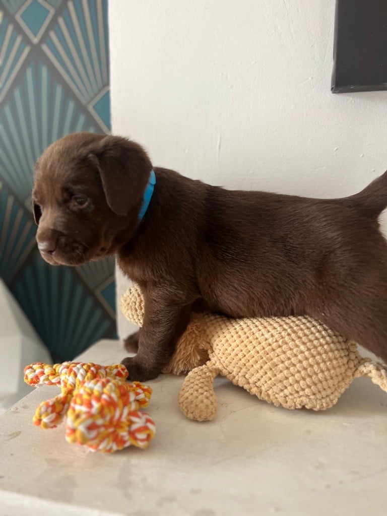 Mélissa Guyot - Chiots disponibles - Labrador Retriever