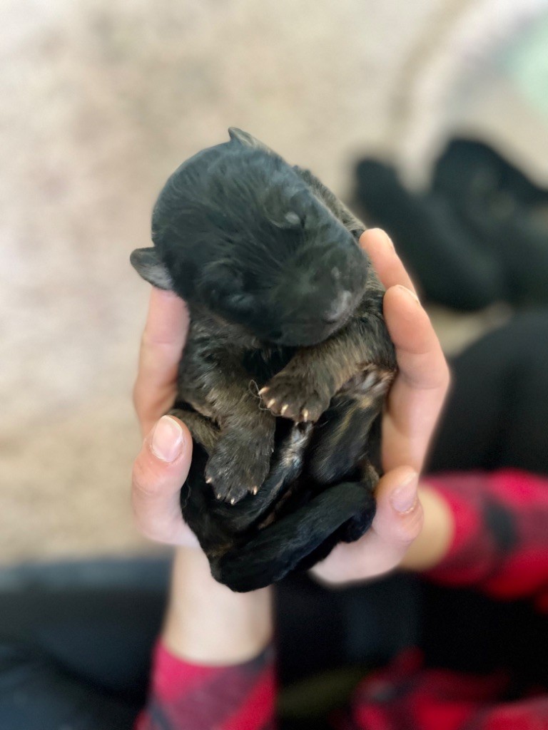 Chiot Berger Allemand Poil Long Mélissa Guyot