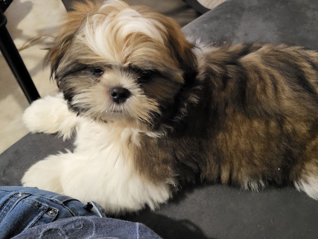 Du Monde de Kymérane - Vegas, mâle shih tzu disponible 