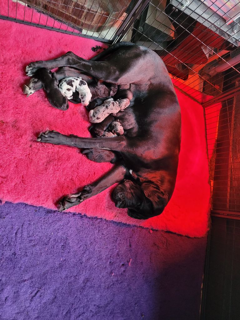 Chiot Dogue allemand Du Monde De Sténa