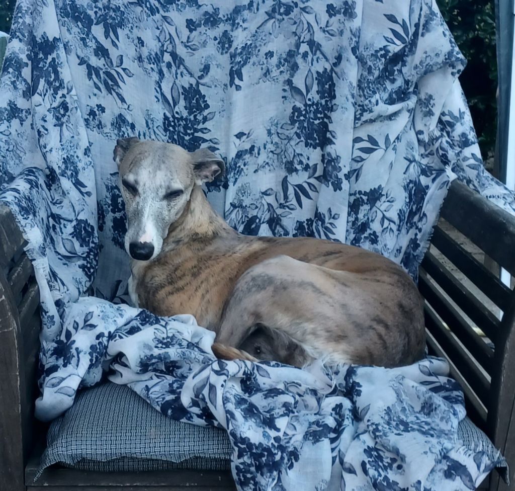 Chiot Whippet à l'Ombre des Magnolias