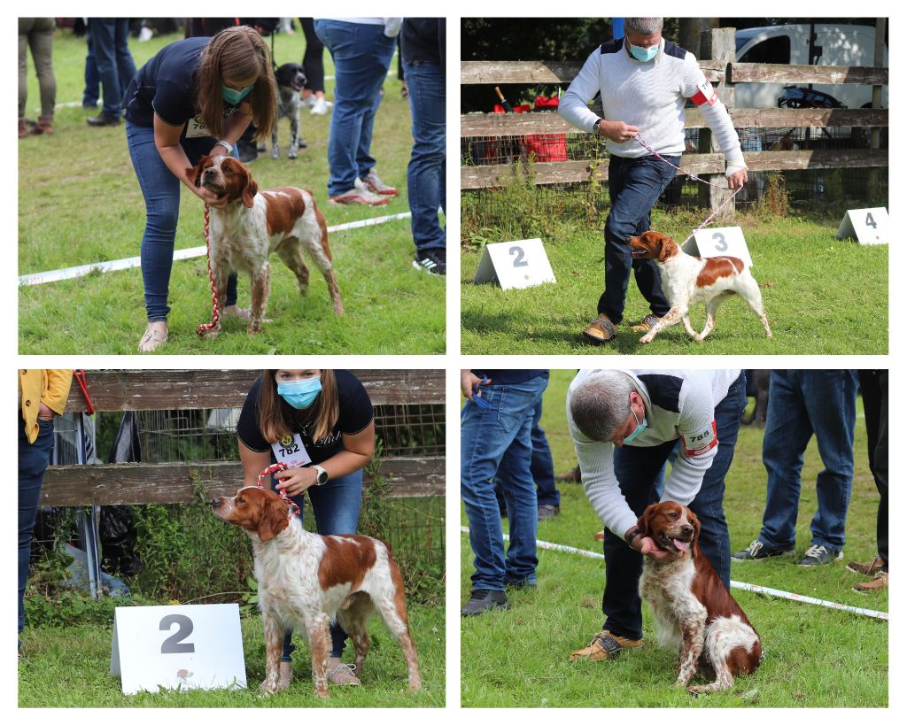 Du Bois Des Hautes Herbes - Exposition Canine Maltot 2021