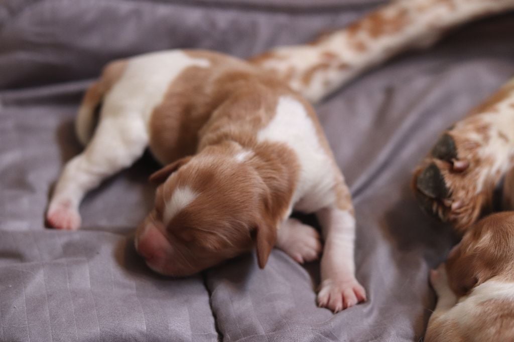 Du Bois Des Hautes Herbes - Naissance des premiers chiots "Du Bois des Hautes Herbes"