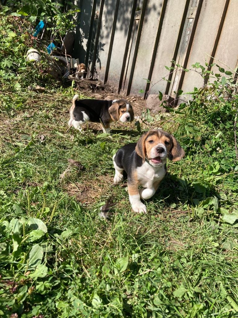 Les chiots grandissent