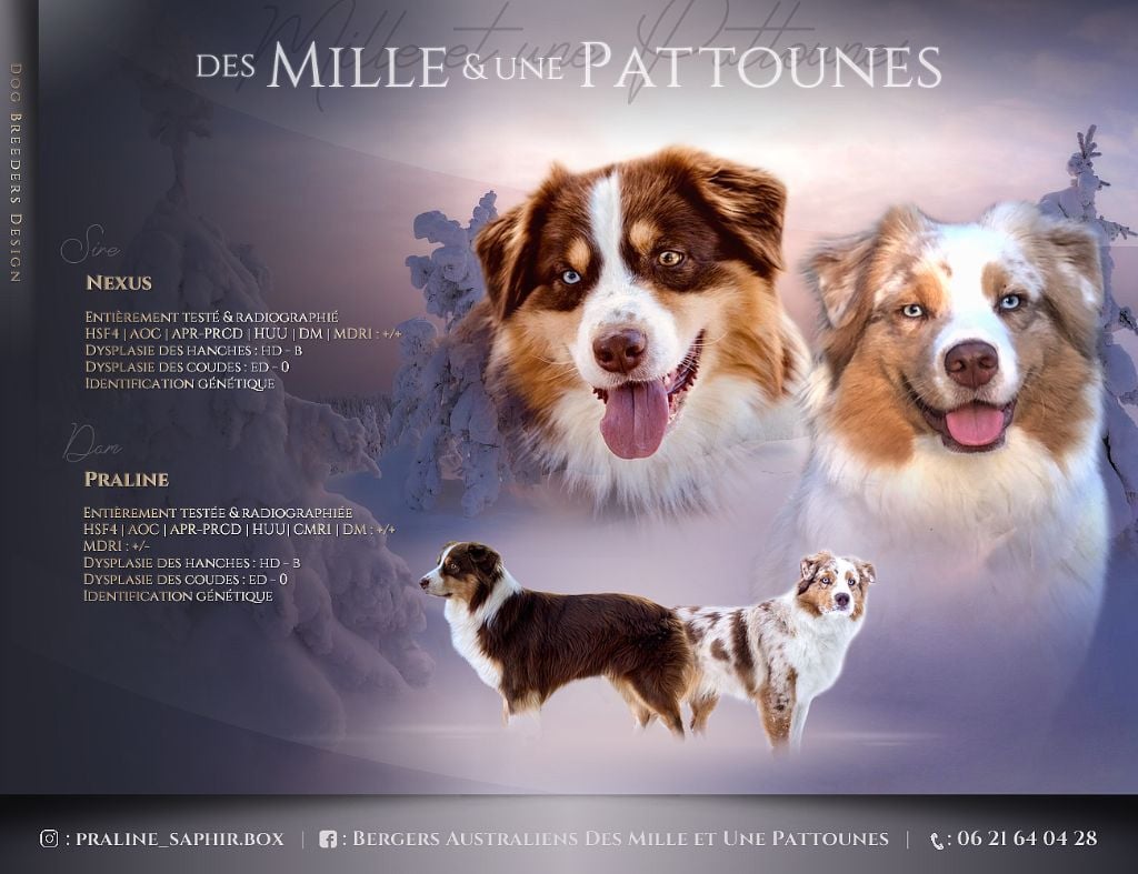 Des Mille Et Une Pattounes - Berger Australien - Portée née le 01/10/2021