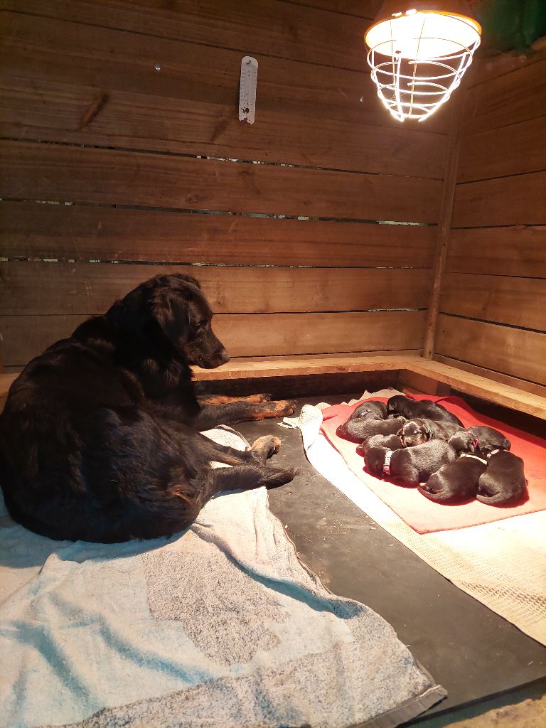 de la P'tiote Reine - LES PETITS DE TAQUINE ET USCO ONT MONTRE LEURS PETITS MINOIS !