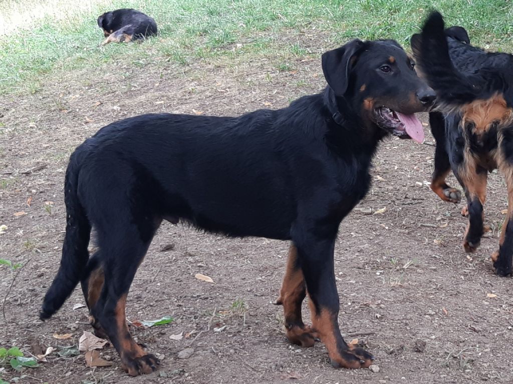 de la P'tiote Reine - Chiots disponibles - Berger de Beauce