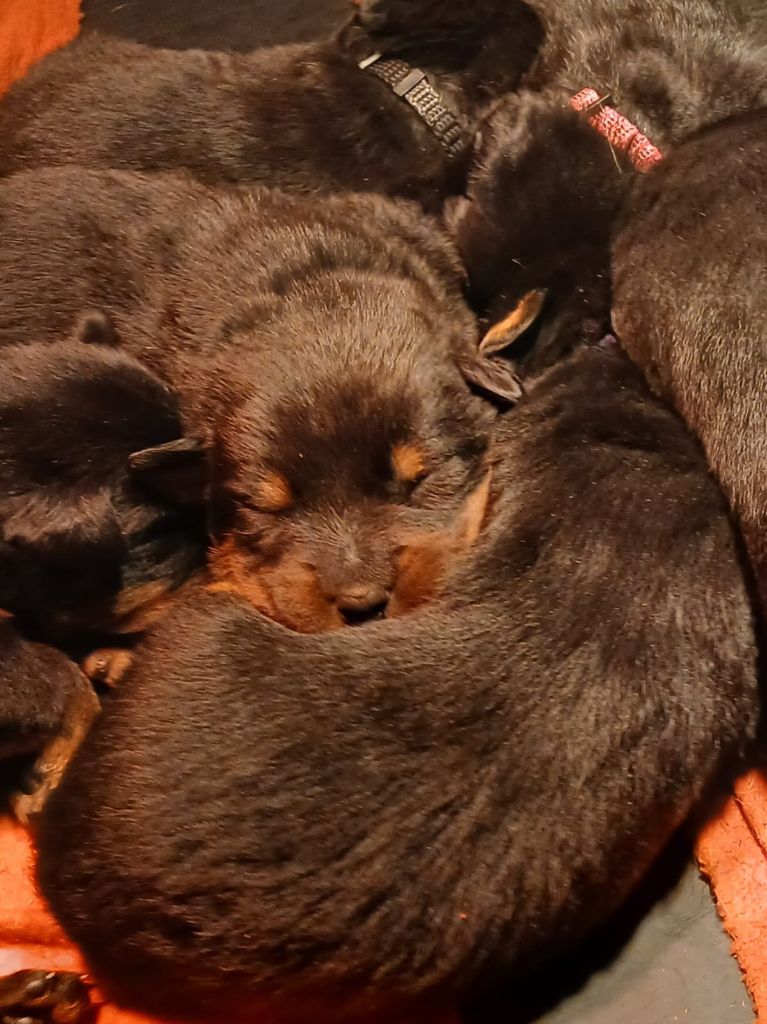 de la P'tiote Reine - Chiots disponibles - Berger de Beauce