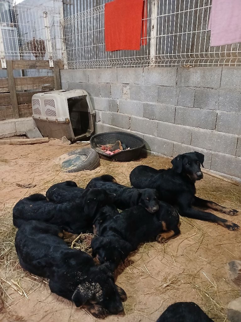 de la P'tiote Reine - Chiots disponibles - Berger de Beauce