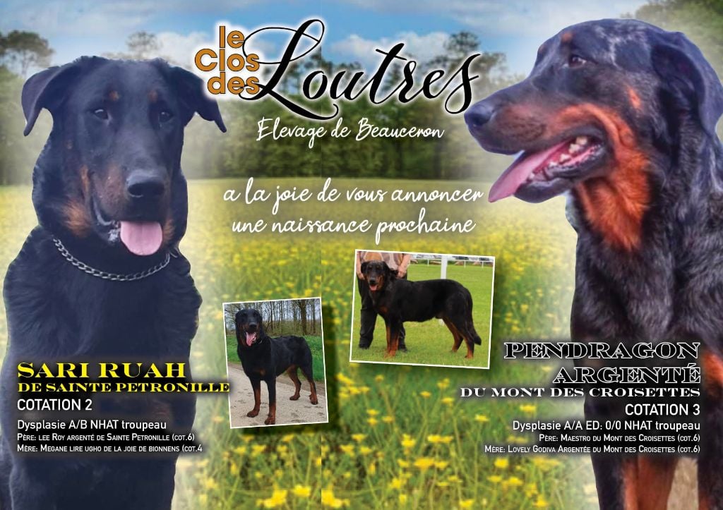 Bientôt des petits Beaucerons !!!