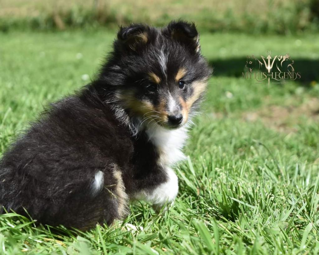 Of Myths And Legends - Shetland Sheepdog - Portée née le 05/02/2024