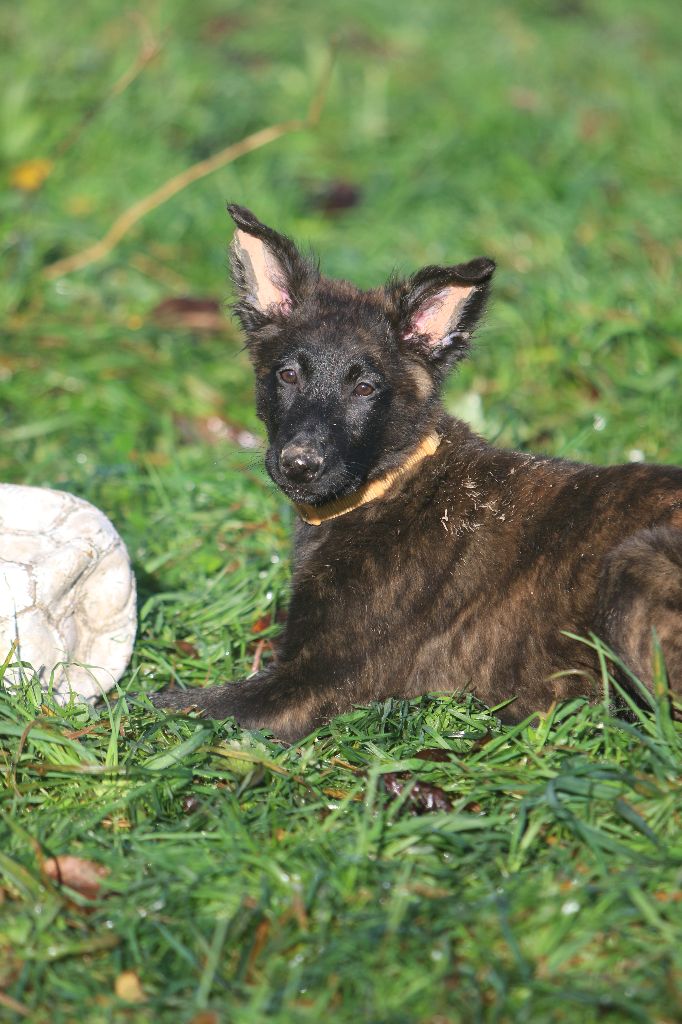 Du Bastion D'Hagalaz - Chiots disponibles - Berger hollandais