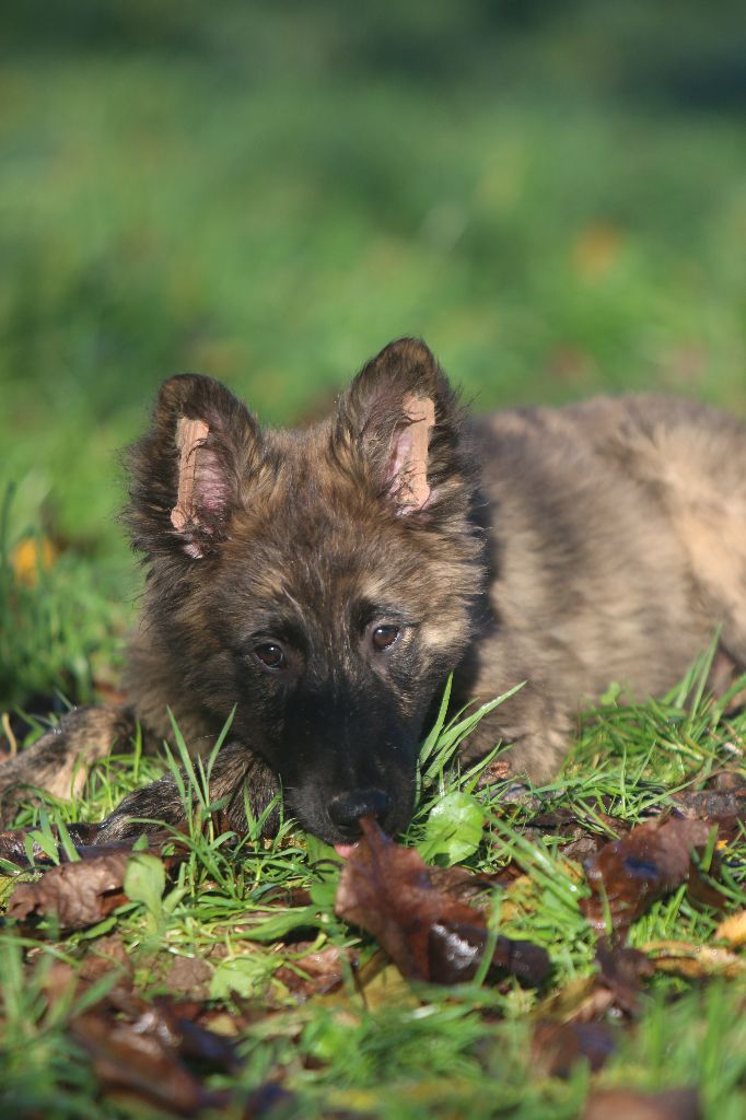 Du Bastion D'Hagalaz - Chiots disponibles - Berger hollandais