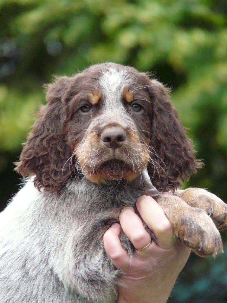 Moje Lustra - Chiots disponibles - Epagneul picard