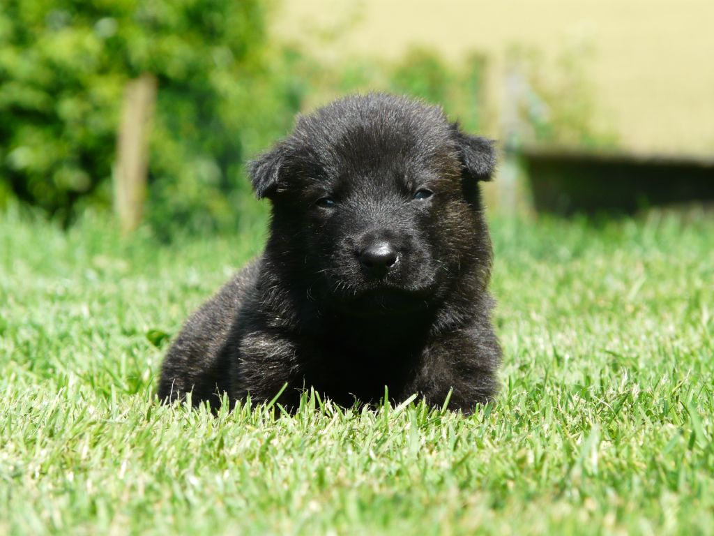 Moje Lustra - Chiots disponibles - Berger hollandais