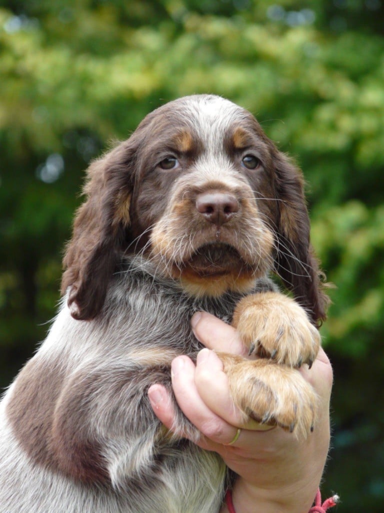 Moje Lustra - Chiots disponibles - Epagneul picard