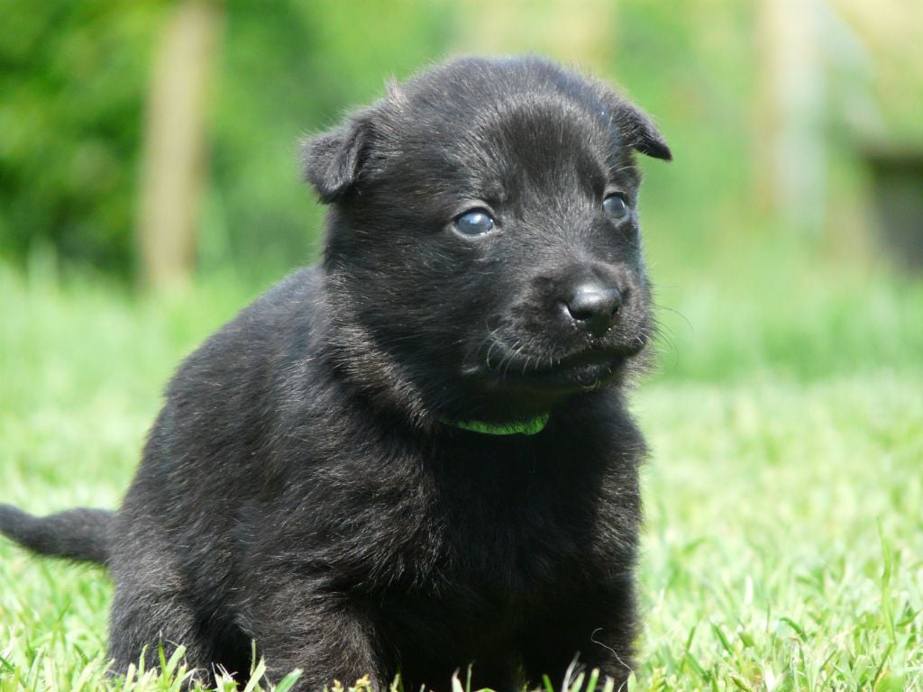 Moje Lustra - Chiots disponibles - Berger hollandais