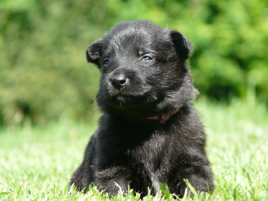 Moje Lustra - Chiots disponibles - Berger hollandais