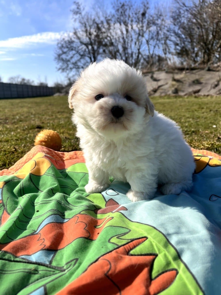 de Jerrie Black - Chiots disponibles - Coton de Tulear