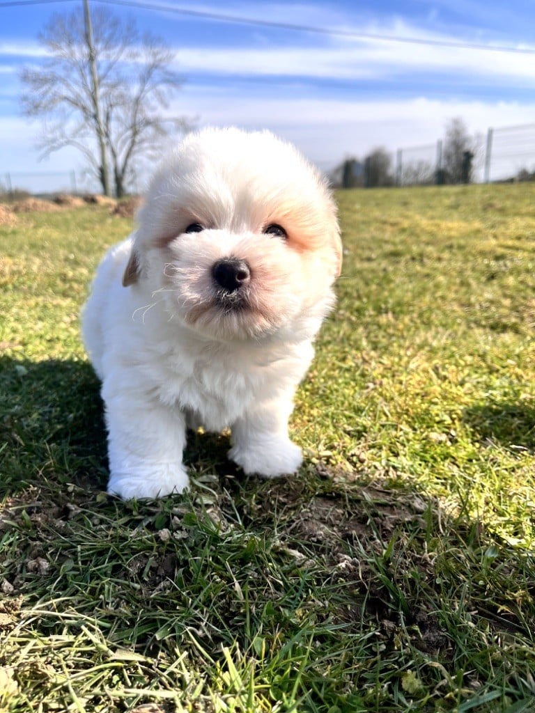 de Jerrie Black - Chiots disponibles - Coton de Tulear