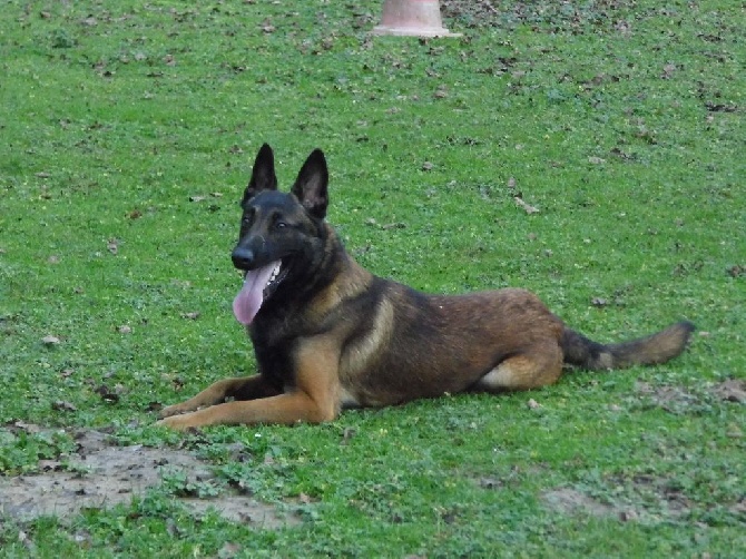 du domaine de cauvigny - malinois