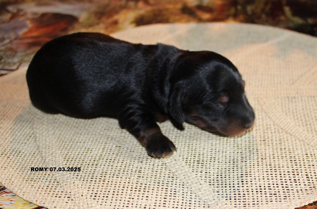 des bords d'avene - Chiots disponibles - Teckel poil long