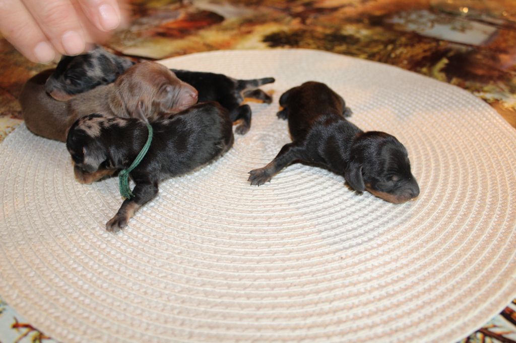 des bords d'avene - Chiots disponibles - Teckel poil ras