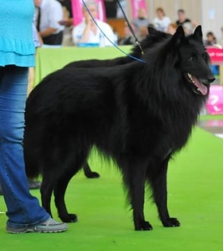 de la closerie de yenda - CHARME-NOIR Gagnant du Championnat de France