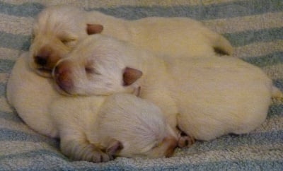 du domaine de la Cigaliere - Trois nouveaux bébés