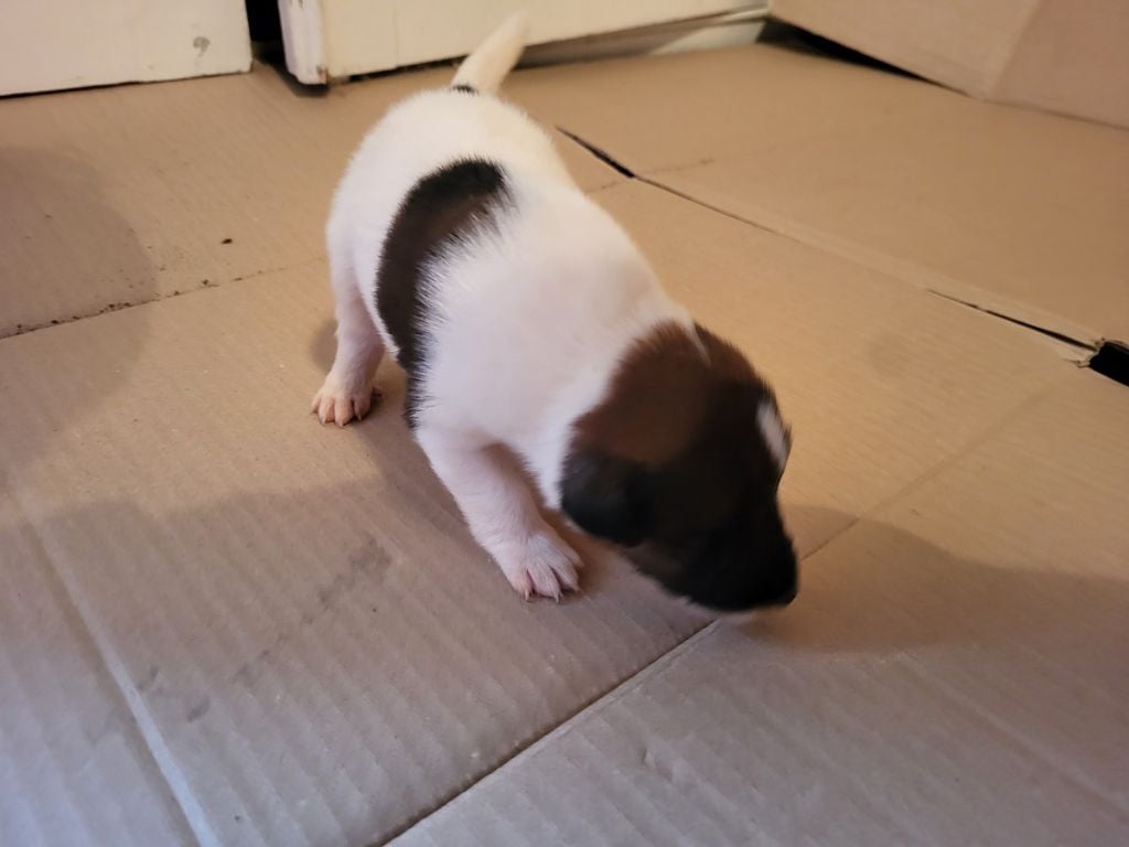 D'hondrecoutre - Chiots disponibles - Fox Terrier Poil lisse