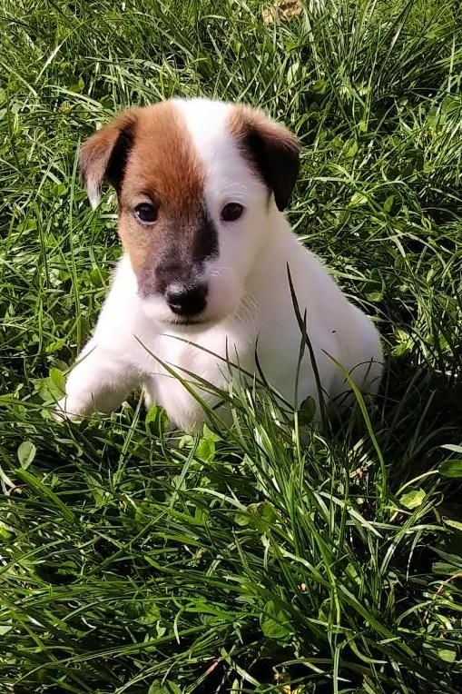 D'hondrecoutre - Fox Terrier Poil lisse - Portée née le 28/08/2021