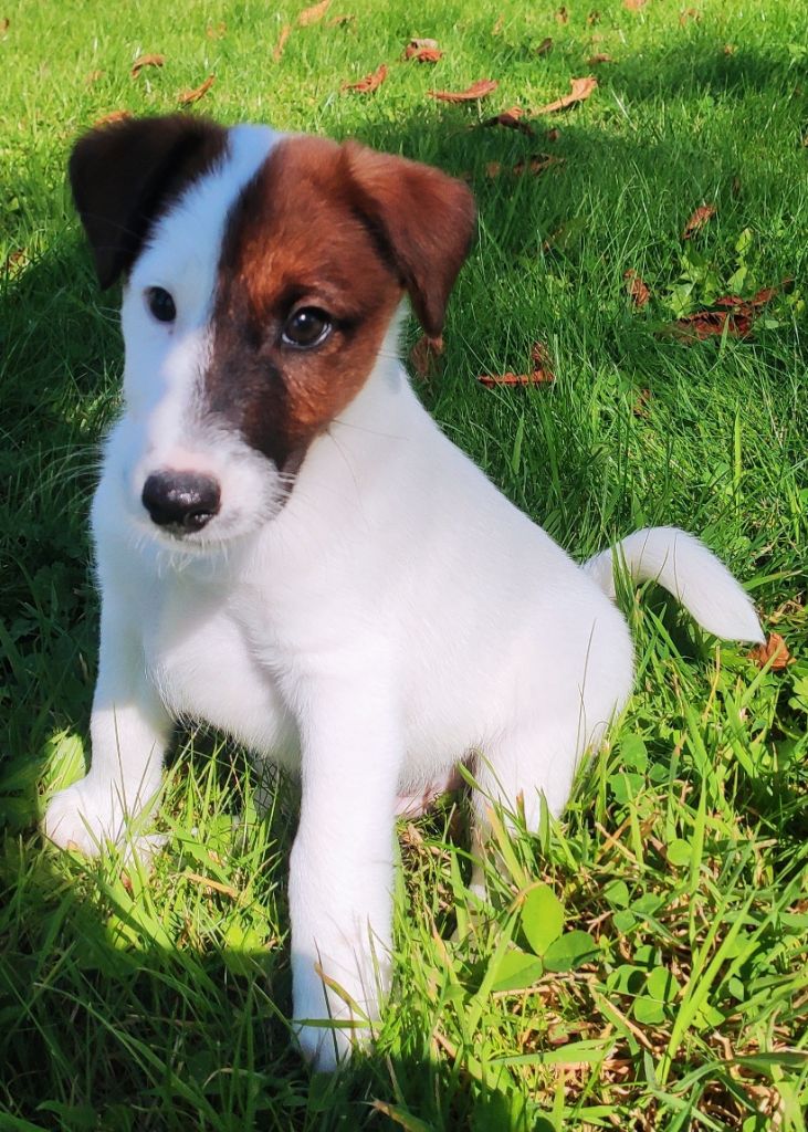 D'hondrecoutre - Fox Terrier Poil lisse - Portée née le 18/07/2020