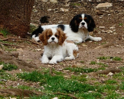 Du domaine des sylves - Portrait  des mes 2 dernieres Poupées !